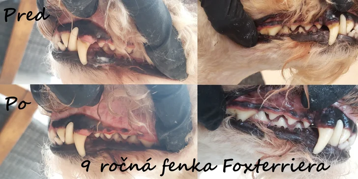 Dentálna hygiena a strihanie srsti pre psíky v Dog's Barber&SPA