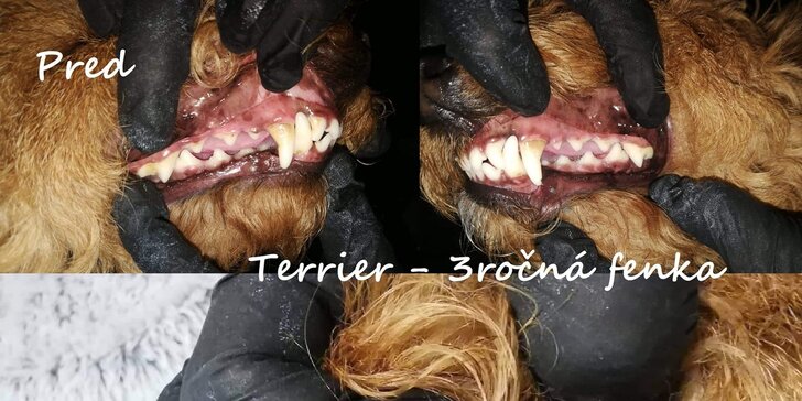 Dentálna hygiena a strihanie srsti pre psíky v Dog's Barber&SPA