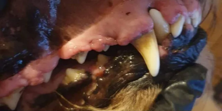 Dentálna hygiena a strihanie srsti pre psíky v Dog's Barber&SPA