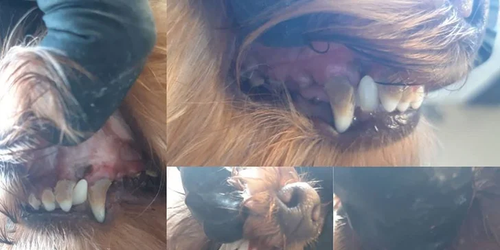 Dentálna hygiena a strihanie srsti pre psíky v Dog's Barber&SPA