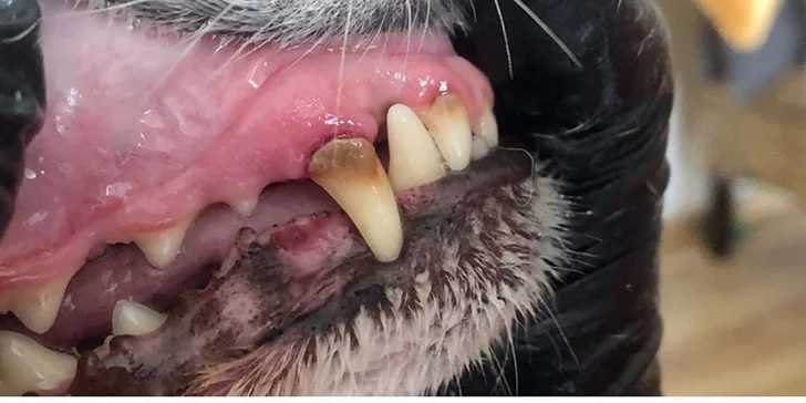 Dentálna hygiena a strihanie srsti pre psíky v Dog's Barber&SPA