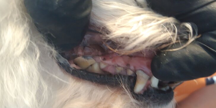 Dentálna hygiena a strihanie srsti pre psíky v Dog's Barber&SPA