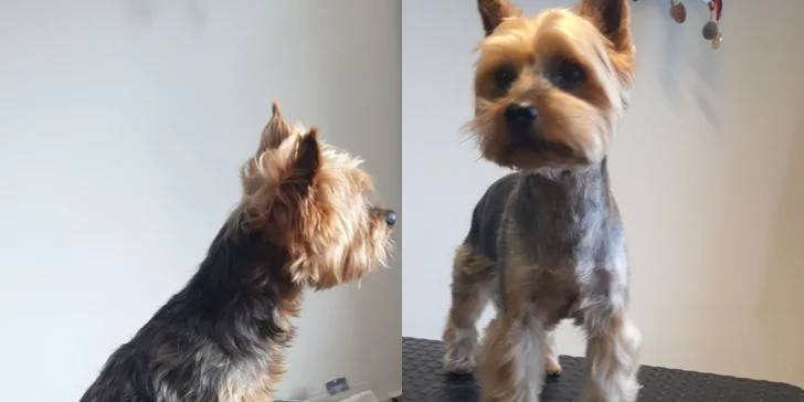 Dentálna hygiena a strihanie srsti pre psíky v Dog's Barber&SPA