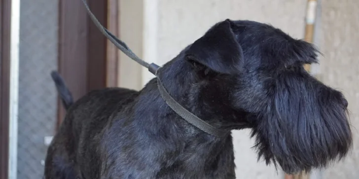 Dentálna hygiena a strihanie srsti pre psíky v Dog's Barber&SPA