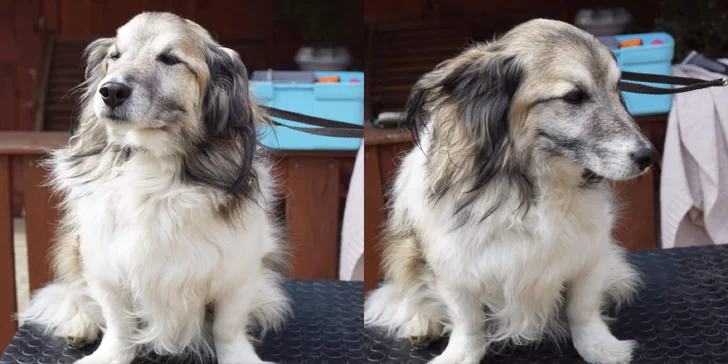 Dentálna hygiena a strihanie srsti pre psíky v Dog's Barber&SPA