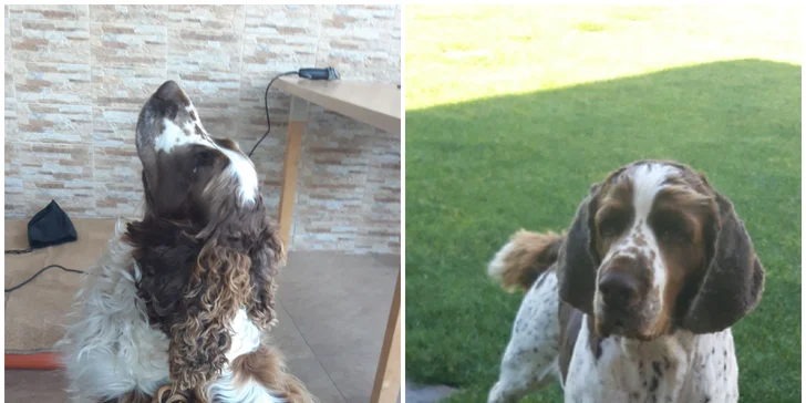 Dentálna hygiena a strihanie srsti pre psíky v Dog's Barber&SPA
