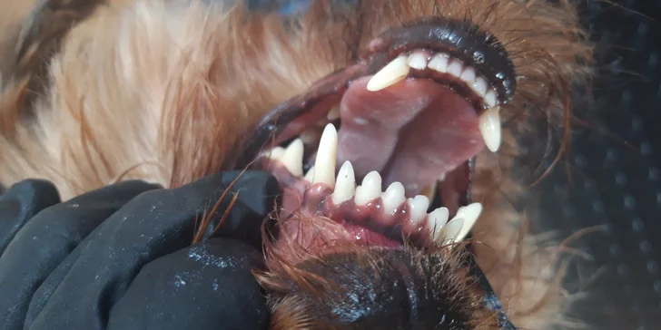 Dentálna hygiena a strihanie srsti pre psíky v Dog's Barber&SPA