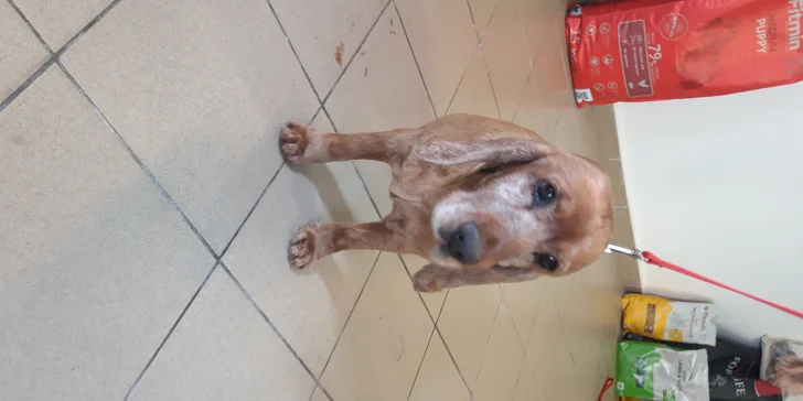 Dentálna hygiena a strihanie srsti pre psíky v Dog's Barber&SPA