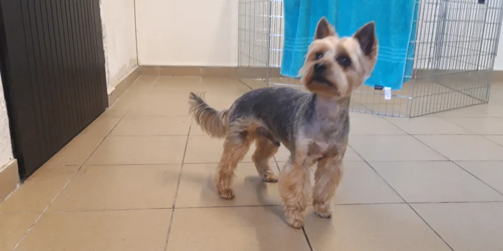 Dentálna hygiena a strihanie srsti pre psíky v Dog's Barber&SPA