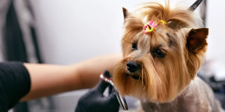 Dentálna hygiena a strihanie srsti pre psíky v Dog's Barber&SPA