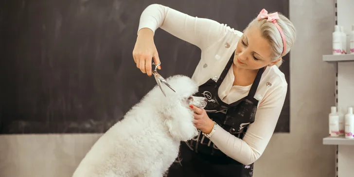 Dentálna hygiena a strihanie srsti pre psíky v Dog's Barber&SPA