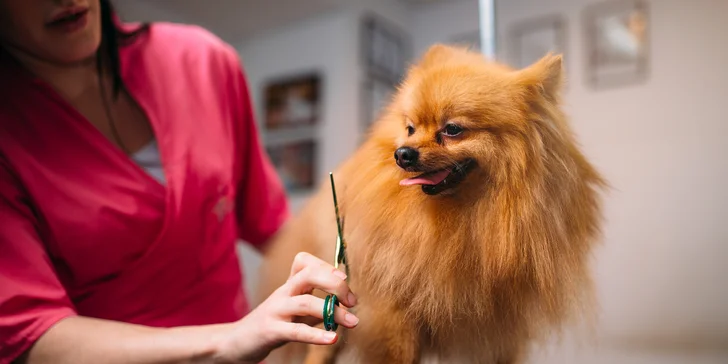 Dentálna hygiena a strihanie srsti pre psíky v Dog's Barber&SPA