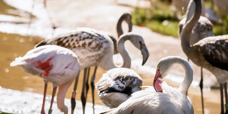 Nedeľný výlet do Viedne: čarovný zámok Schönbrunn, ZOO aj labyrint