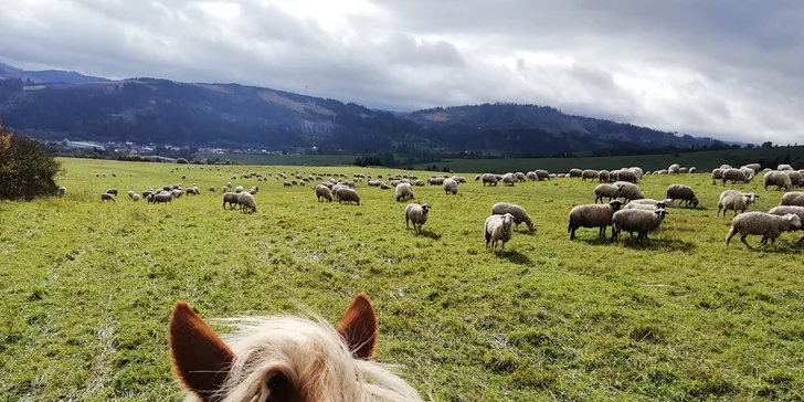 Tábor s koňmi Happy Horse: výborný program pre začiatočníkov aj pokročilých