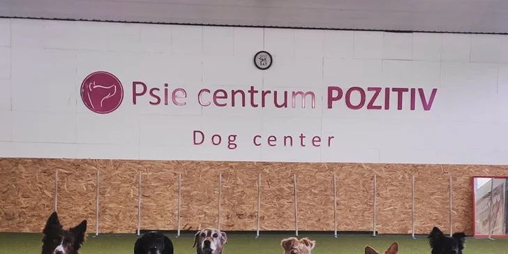 Absolvujte základný výcvik a zistite, ako pochopiť svojho psa!