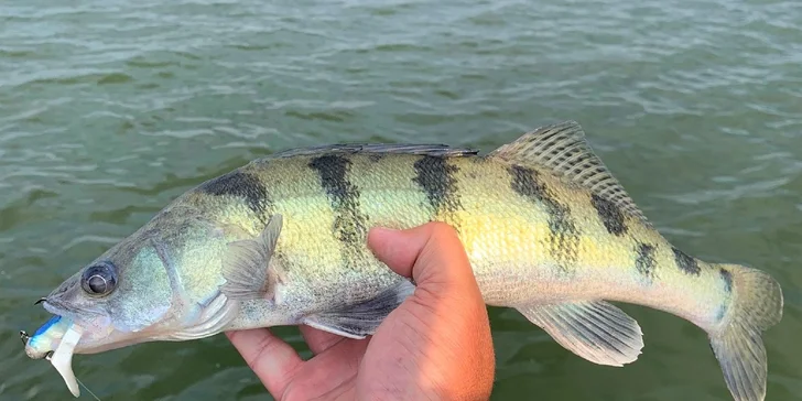 Škola prívlače a muškárenia či vyhliadková plavba rýchločlnom BASS TRACKER 175 TXW alebo NITRO Z19