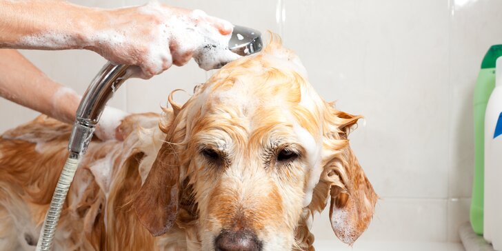 Dokonalá starostlivosť o vášho psíka - kúpanie, strihanie, čistenie očí i uší