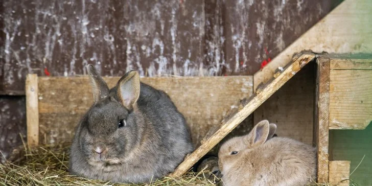 Nekonečná zábava v Babylande pre celú rodinu: 1 vstup alebo permanentka