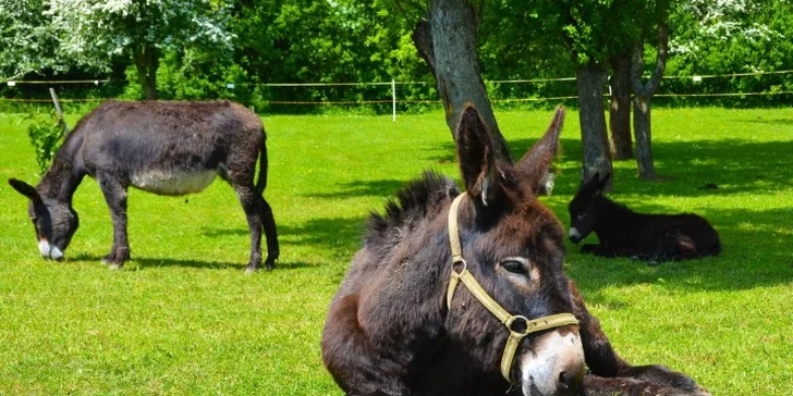 Nekonečná zábava v Babylande pre celú rodinu: 1 vstup alebo permanentka