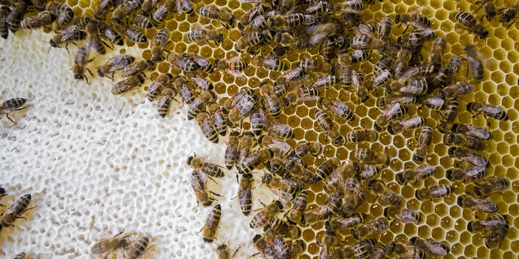 Prehliadka včelej farmy s pobytom v apidomčeku a ochutnávkou včelích produktov