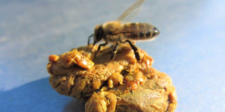 Prehliadka včelej farmy s pobytom v apidomčeku a ochutnávkou včelích produktov