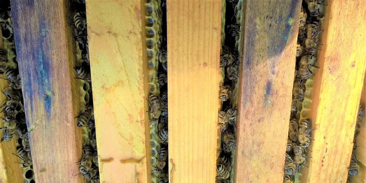 Prehliadka včelej farmy s pobytom v apidomčeku a ochutnávkou včelích produktov