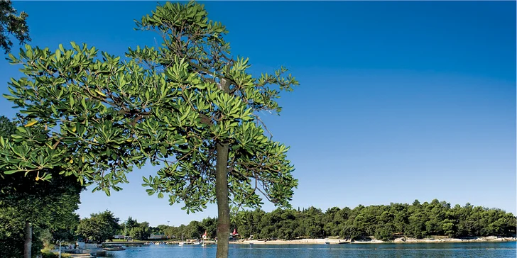 Chorvátska Istria: 3* hotel v meste Poreč iba 50 m od pláže, bazén a all inclusive