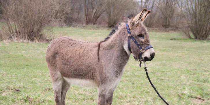 Užite si krásy Kysúc z chrbta koníkov alebo poníkov s Happy Horse Raková