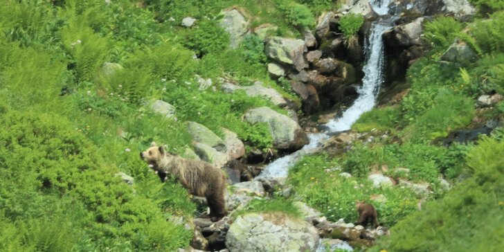 Zážitkové pozorovanie medveďov v Západných Tatrách so sprievodcom a s možnosťou jazdy na elektrobicykli