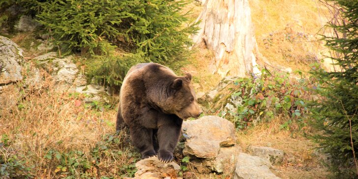 Zážitkové pozorovanie medveďov v Západných Tatrách so sprievodcom a s možnosťou jazdy na elektrobicykli