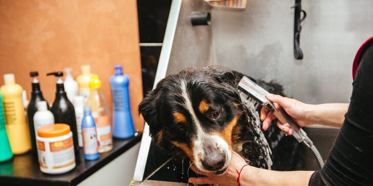 Profesionálne strihanie a kompletná úprava psov v salóne alebo u vás doma