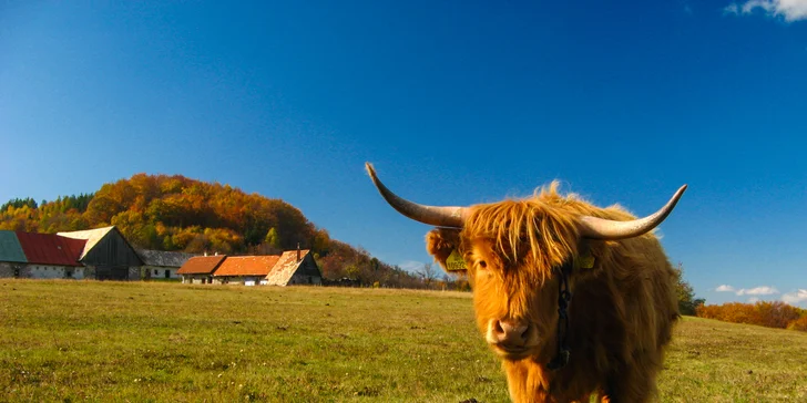 Rozprávkový oddych v štýlovo zariadenej chate pre rodinu alebo celú partiu