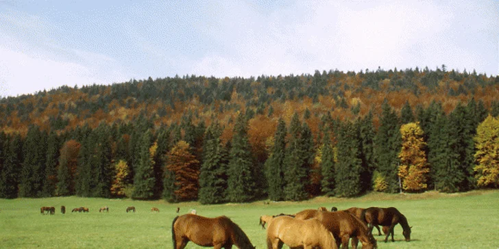 Pobyt v apartmánových domčekoch PLANINA s neobmedzeným wellness v obľúbenom rezorte Predná Hora