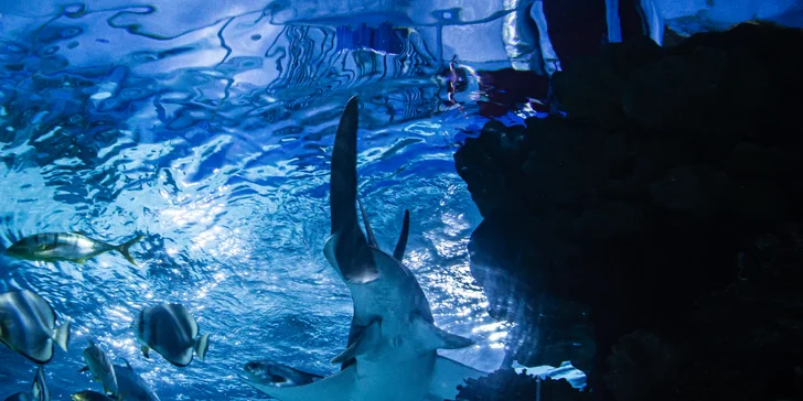 Vezmite deti na výlet do Budapešti: prehliadka ZOO a podmorského sveta Tropicarium