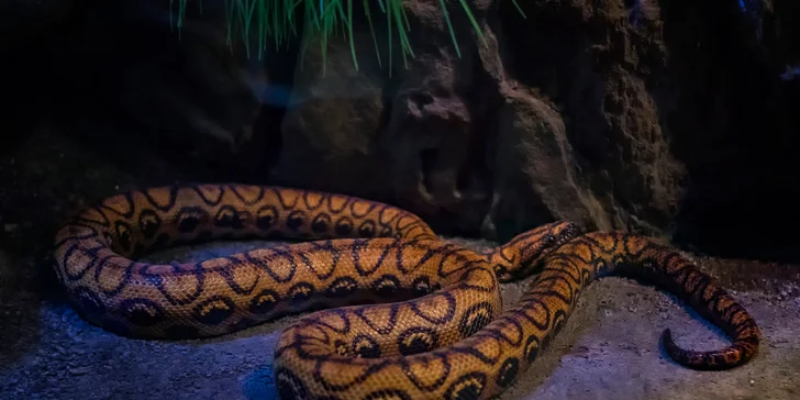 Vezmite deti na výlet do Budapešti: prehliadka ZOO a podmorského sveta Tropicarium