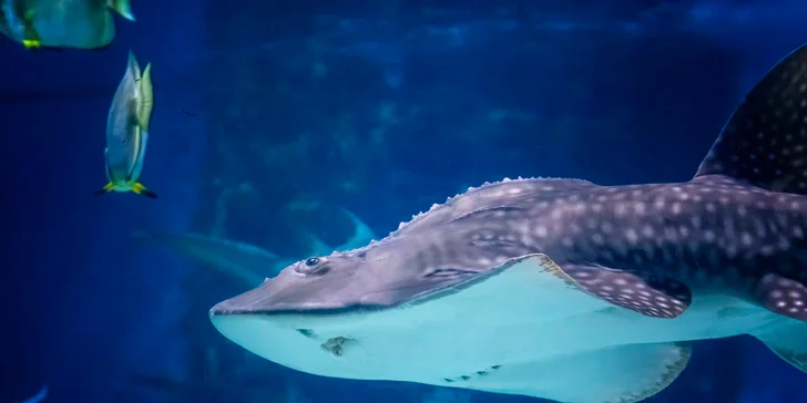 Vezmite deti na výlet do Budapešti: prehliadka ZOO a podmorského sveta Tropicarium
