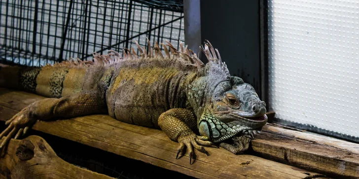 Vezmite deti na výlet do Budapešti: prehliadka ZOO a podmorského sveta Tropicarium