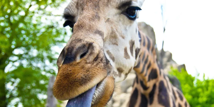 Vezmite deti na výlet do Budapešti: prehliadka ZOO a podmorského sveta Tropicarium