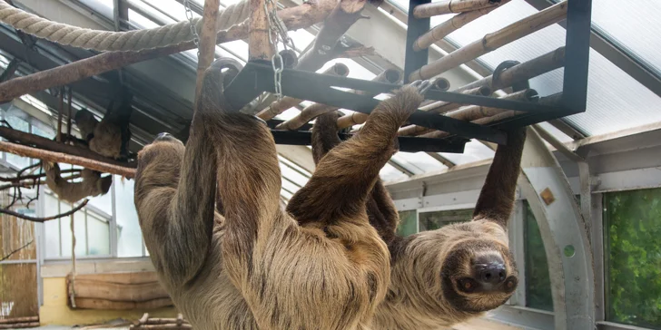 Vezmite deti na výlet do Budapešti: prehliadka ZOO a podmorského sveta Tropicarium