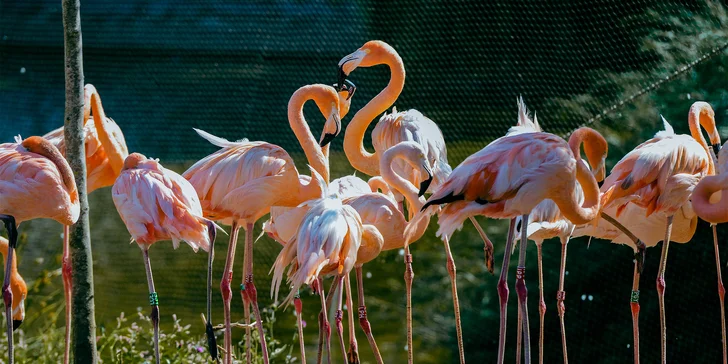 Vezmite deti na výlet do Budapešti: prehliadka ZOO a podmorského sveta Tropicarium