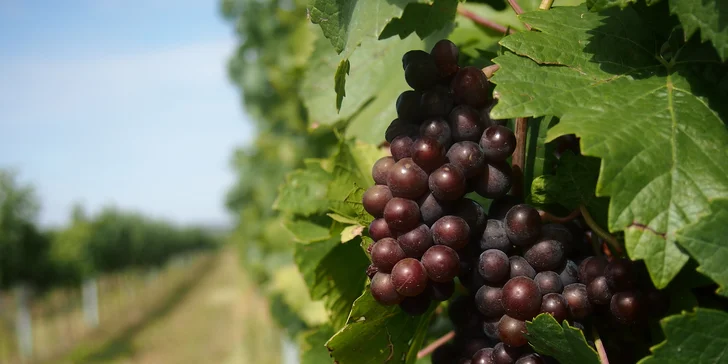 Pobyt medzi vinicami na južnej Morave: hotel s raňajkami, bowlingom a jesenným wellness