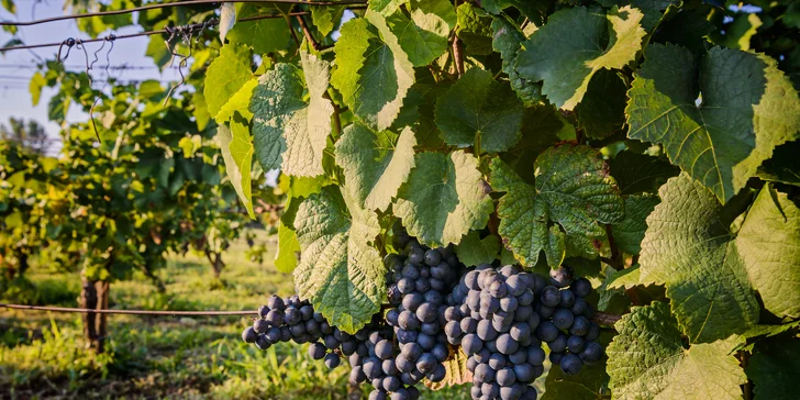 Čarovný advent v Budapešti, na zámku cisárovnej Sisi aj s ochutnávkou vína v Údolí krásnych žien