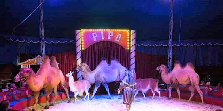 Vstup na cirkusovú show plnú akrobacie a zábavy do CIRKUSU FRANCESKO JUNG v Malackách