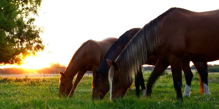Tábor s koňmi Happy Horse: výborný program pre začiatočníkov aj pokročilých