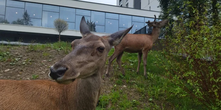 Luxusný hotel v poľských Pieninách s dokonalým výhľadom: neobmedzený wellness a raňajky alebo polpenzia v cene