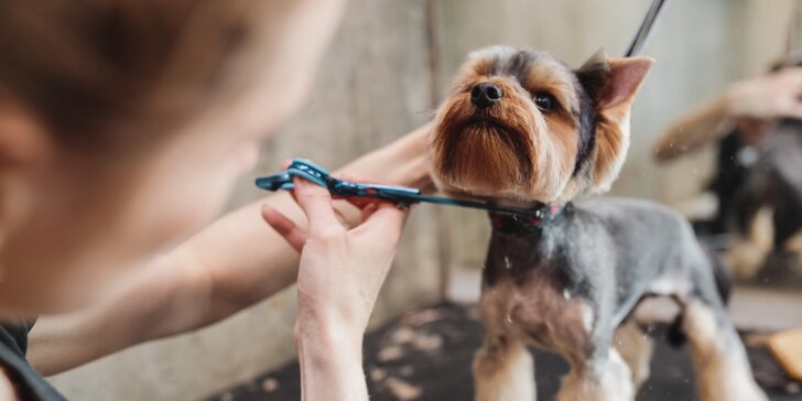 Zimná údržba pre vášho psíka: Strihanie srsti, pazúrikov a kúpanie