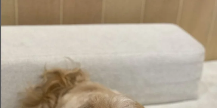 Strihanie, kúpanie či česanie pre psíka v salóne Yellow Dog