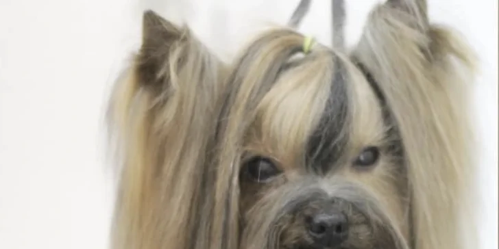Strihanie, kúpanie či česanie pre psíka v salóne Yellow Dog