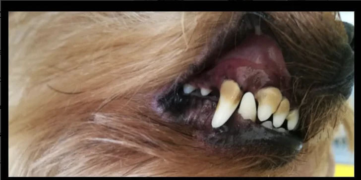 Dentálna hygiena pre psíka pomocou ultrazvukového čističa