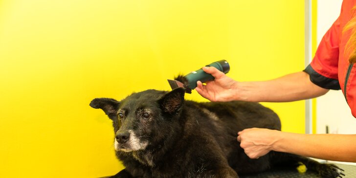 Strihanie, kúpanie či česanie pre psíka v salóne Yellow Dog